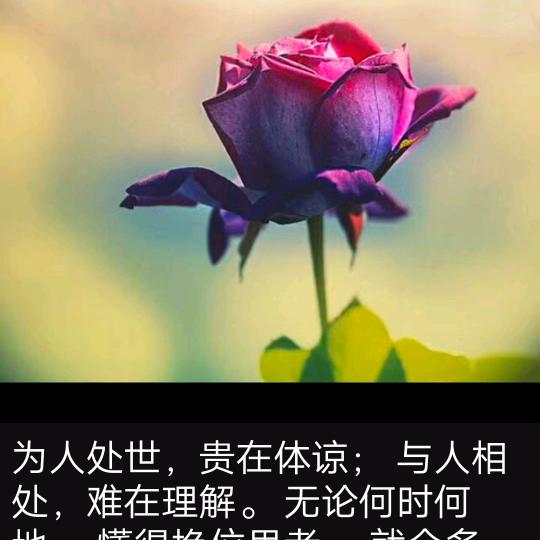 丰色刺玫🌹