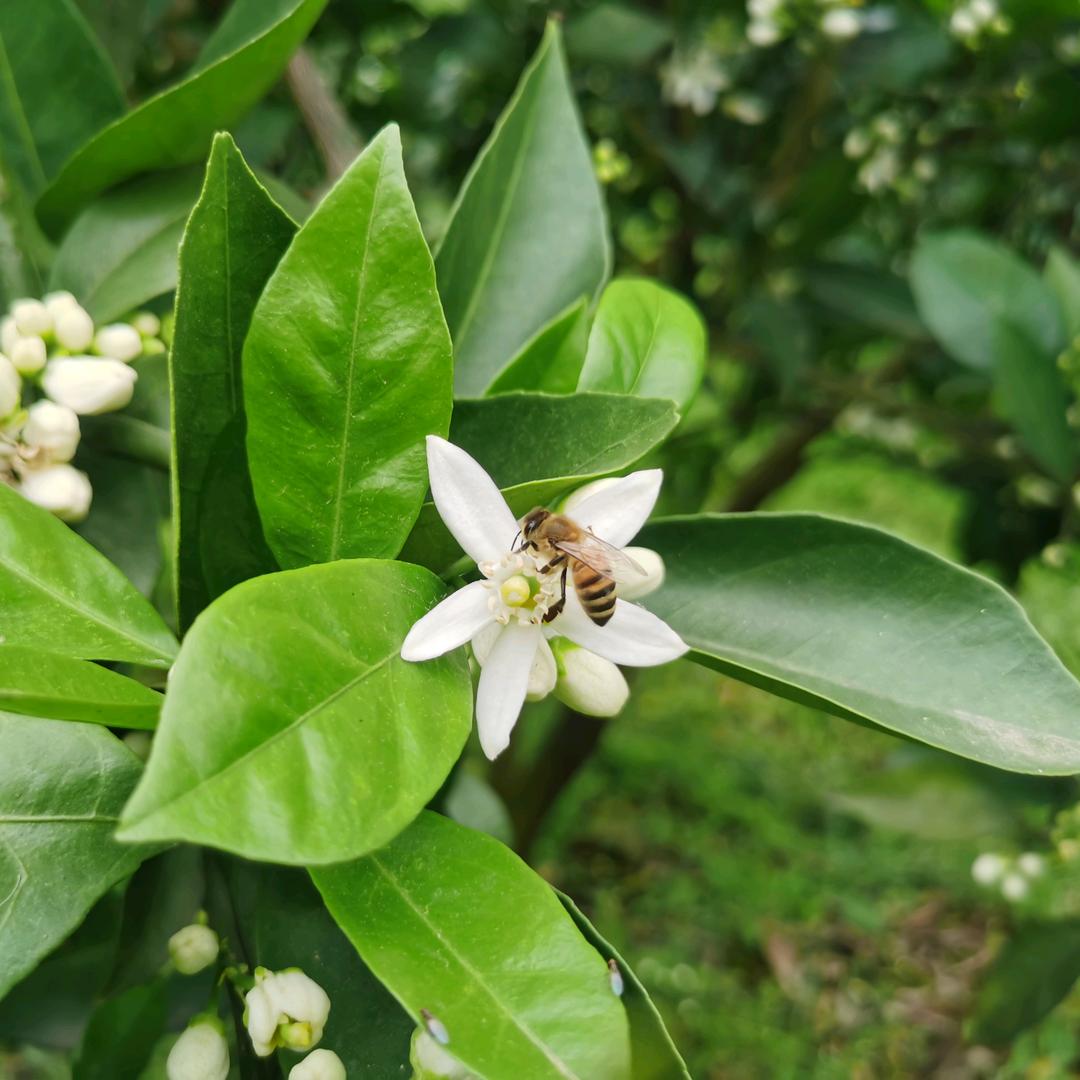 奉节草堂脐橙