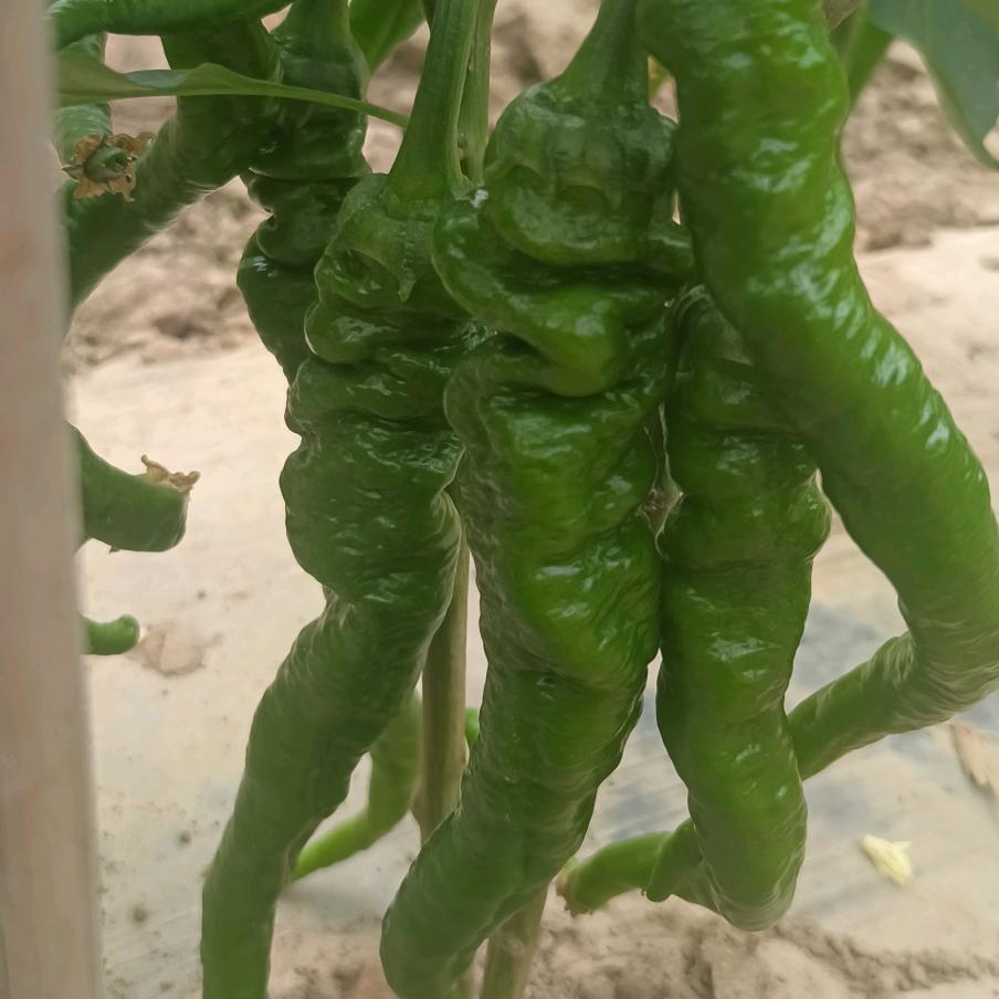 🐔¹⁹₉₃李℘࿐