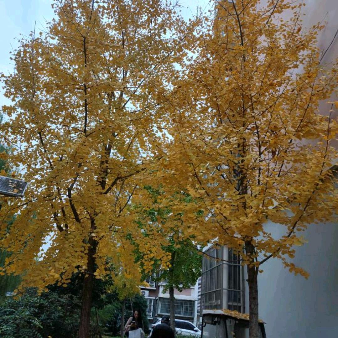 青春不在