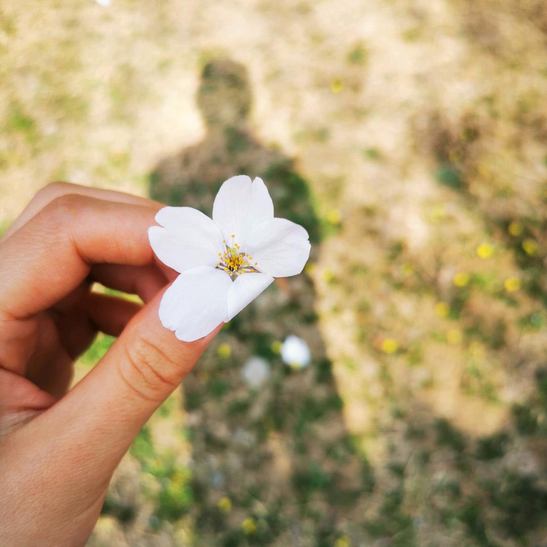 花花mini帮忙