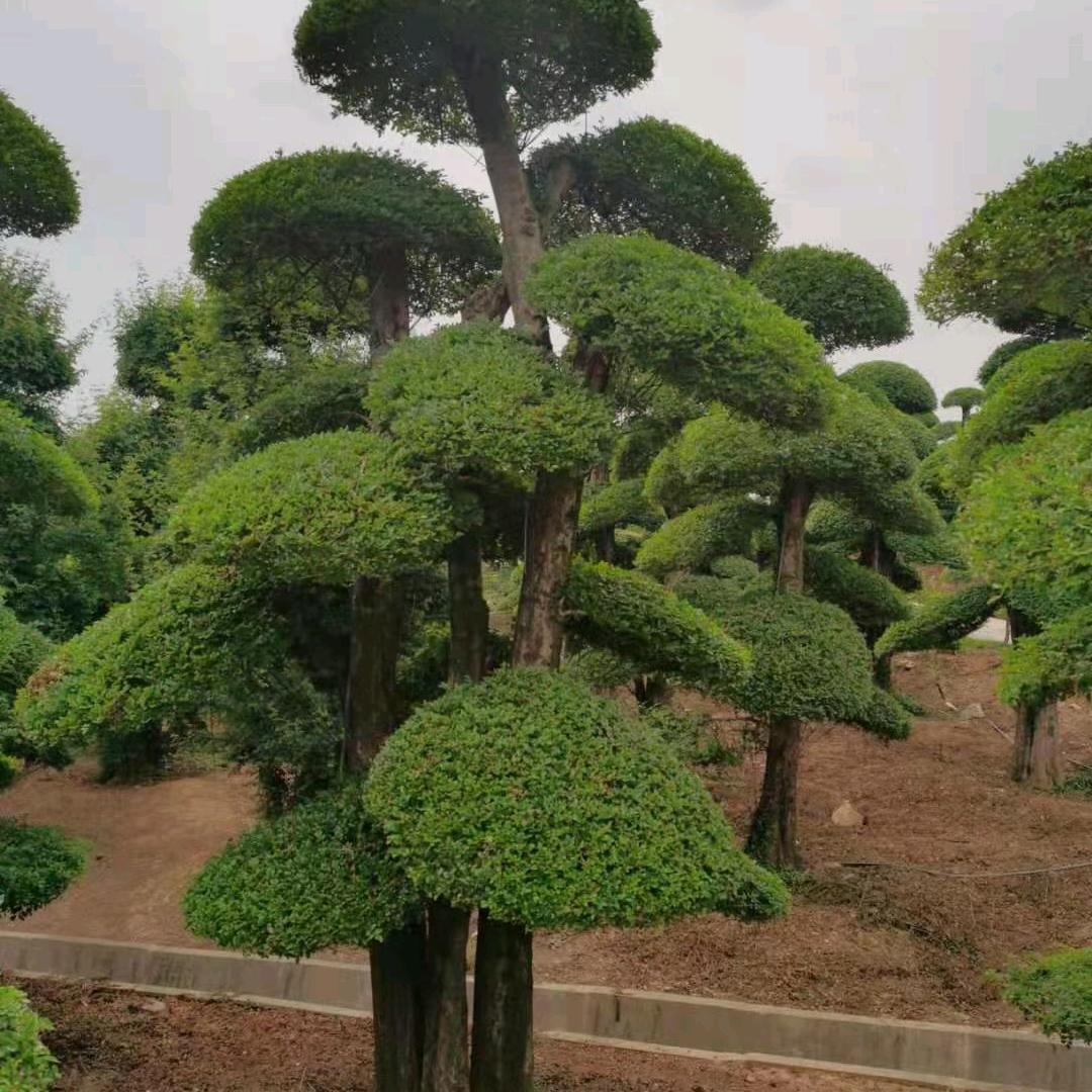 苗农（于氏绿化园林）