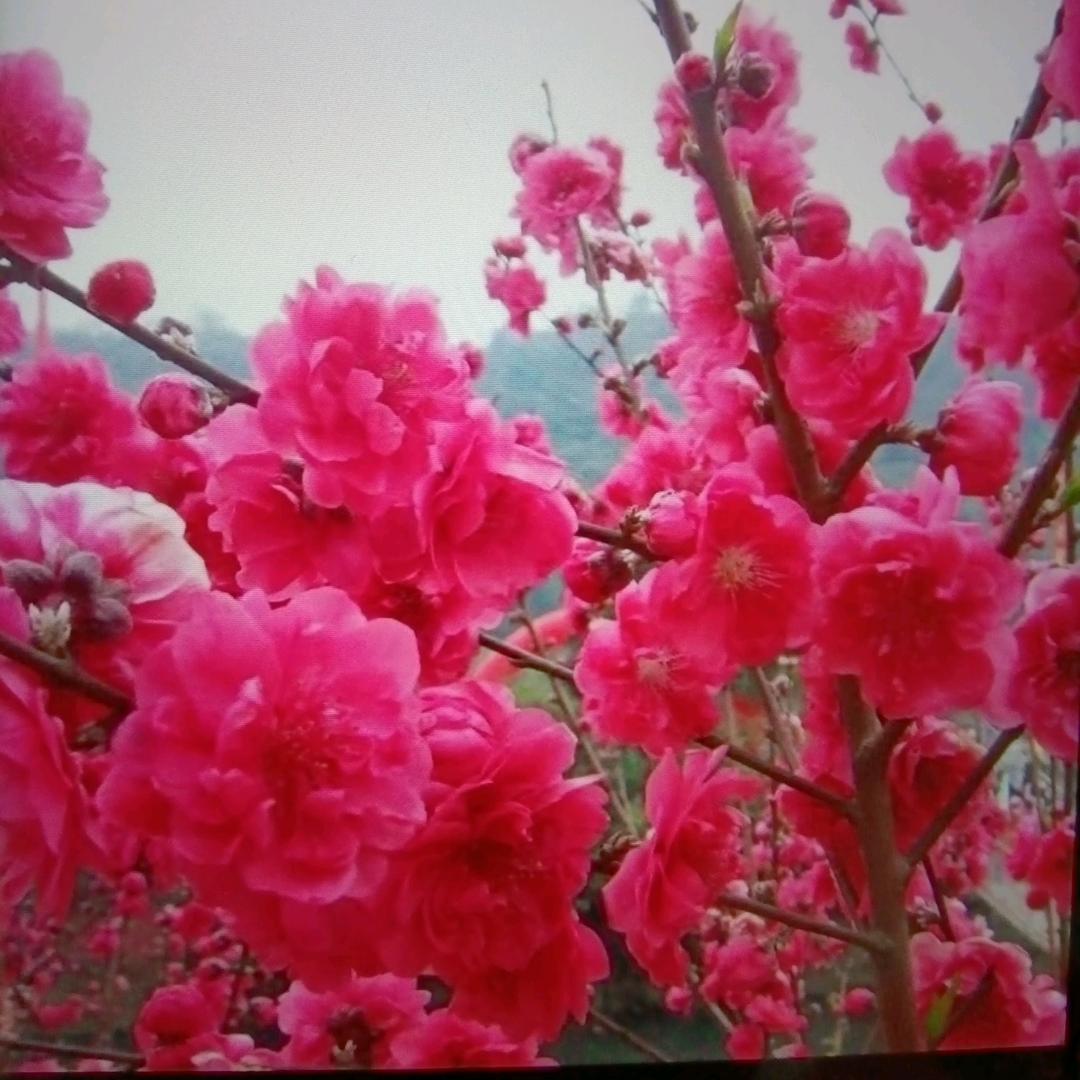 杨存