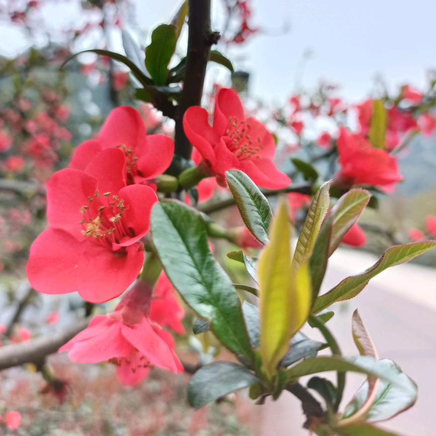 爱吃爱耍的小趴菜