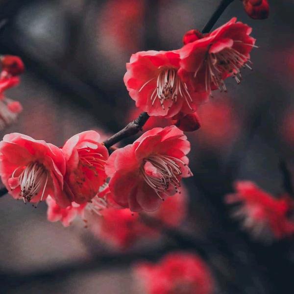 红薯粉