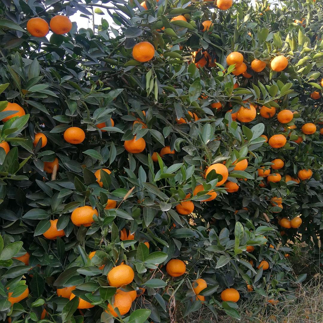 丁友生（新余蜜桔）