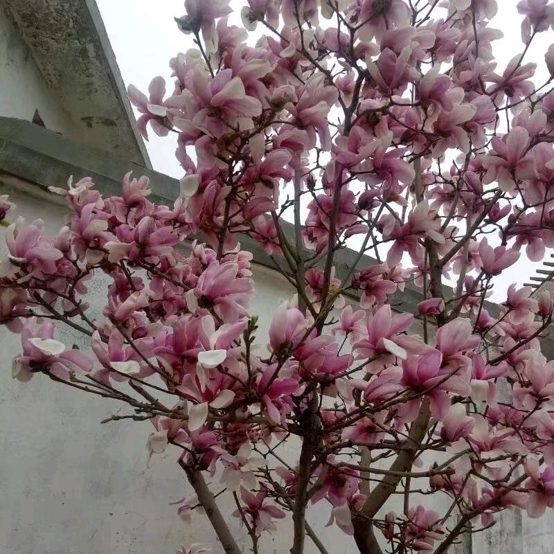 楠欢女爱