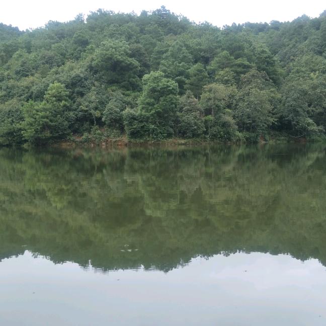 九鼎农庄钓场