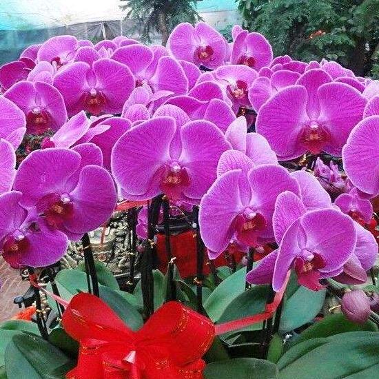 蓝天白云叶子（