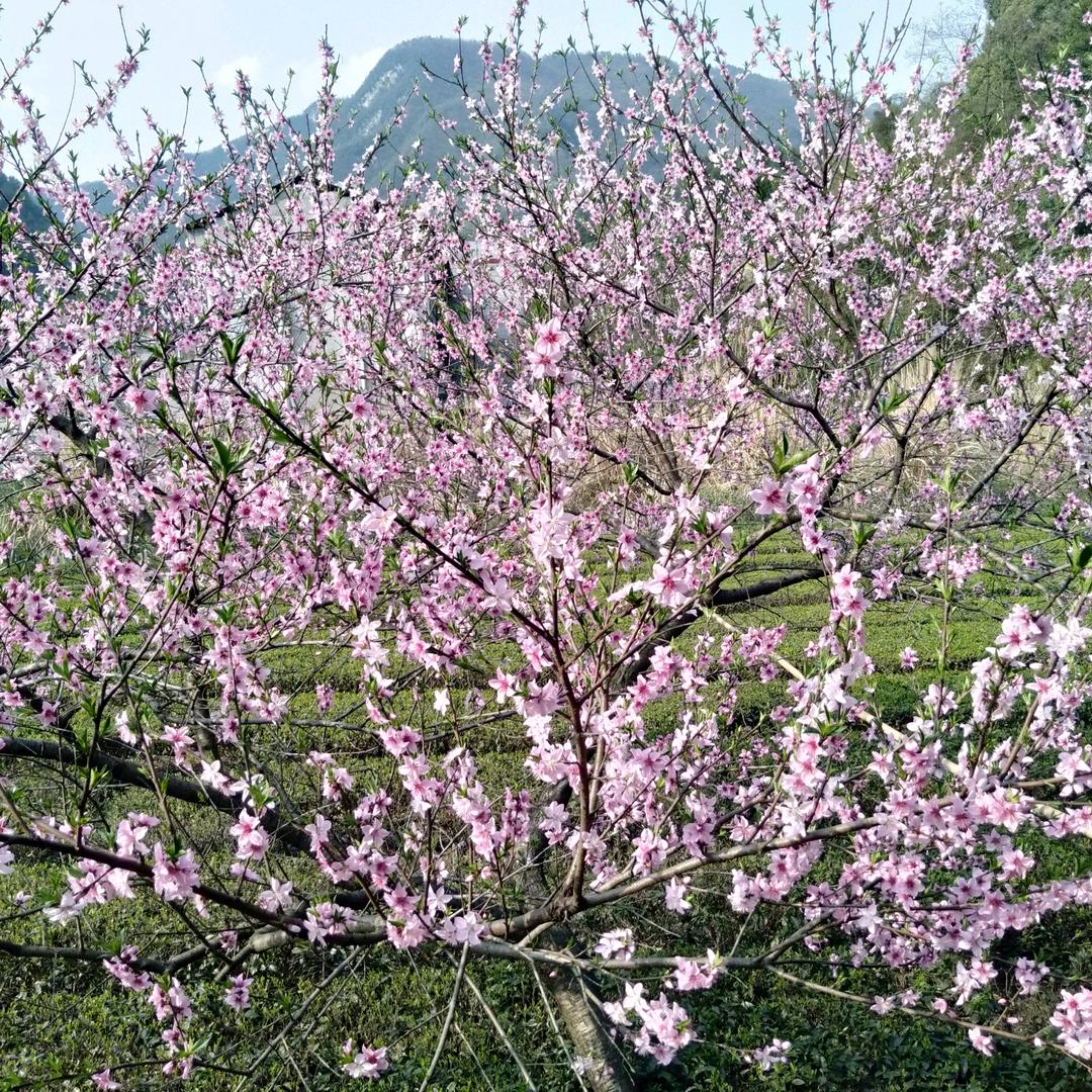 小李飞刀