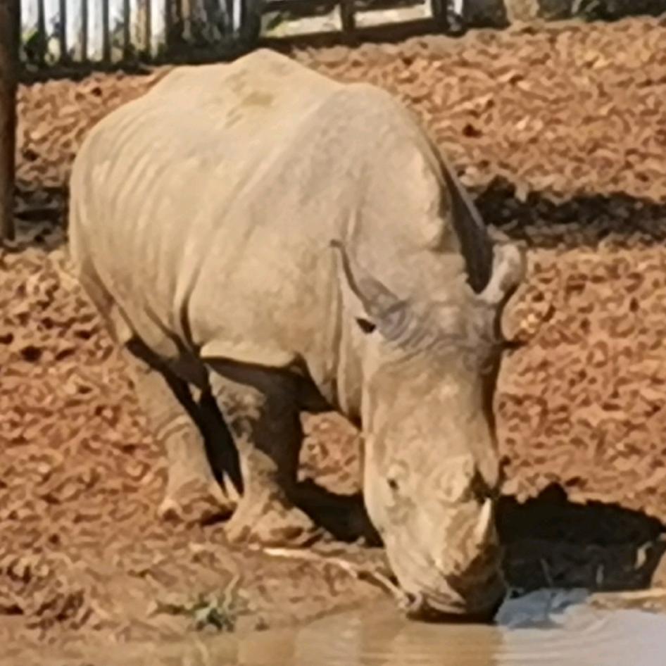 rhino