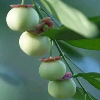 小宁酒茄🍒