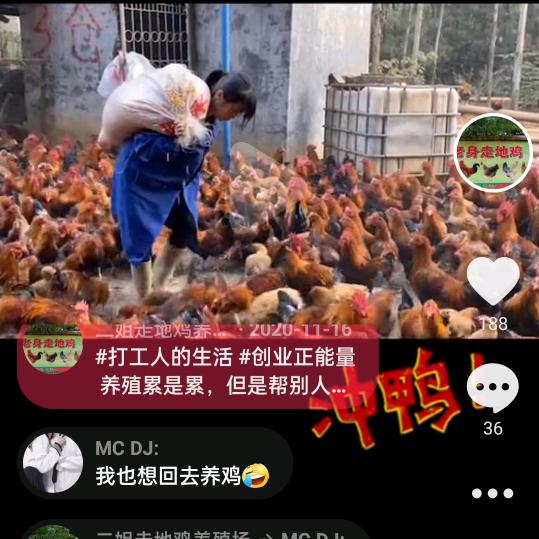 桂头镇玉芳走地鸡养殖场