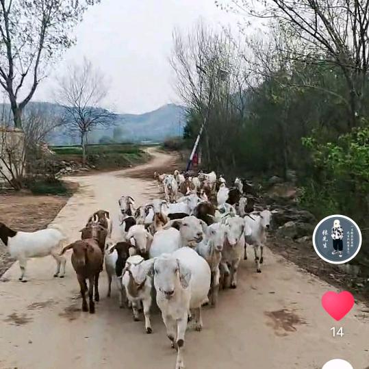 金旭畜禽养殖厂（绿色养殖）