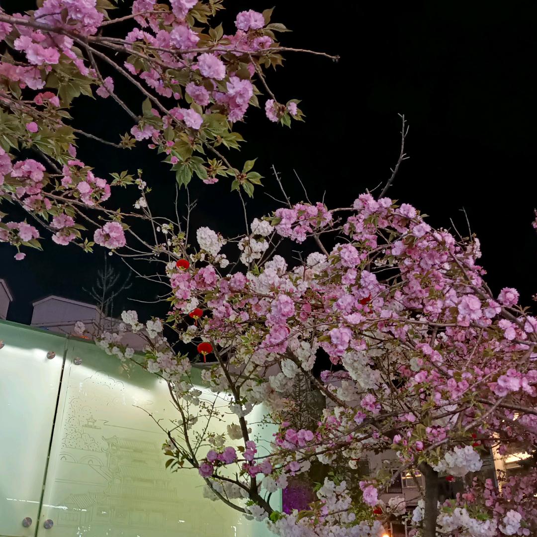 梅