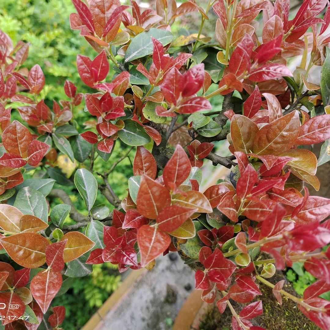 泸州市纳溪区范修容花