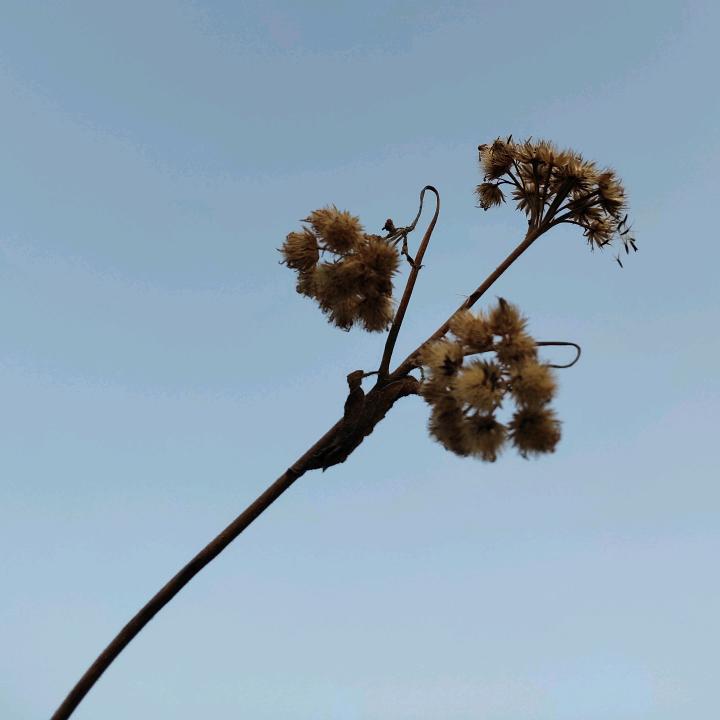 桥南花花
