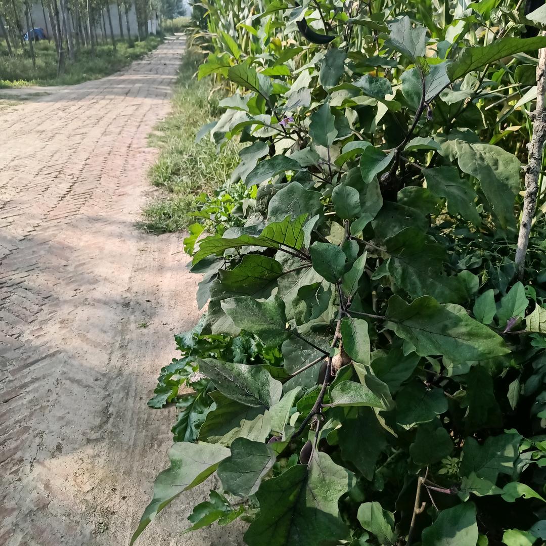 欲成大树莫与草争