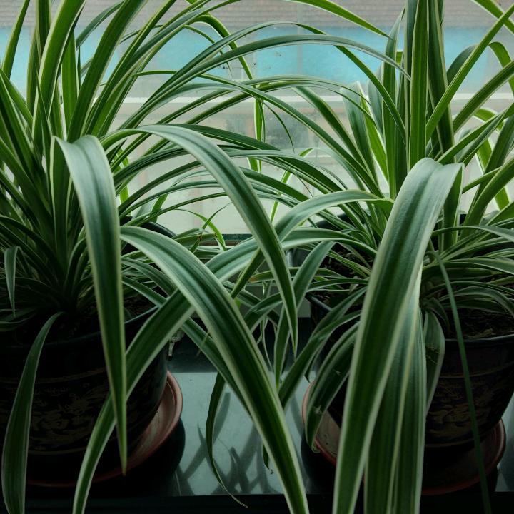 太阳☀️当空赵