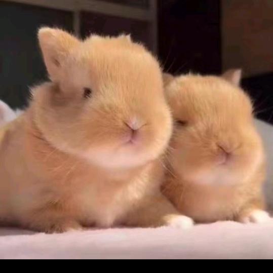 走向世界的理想