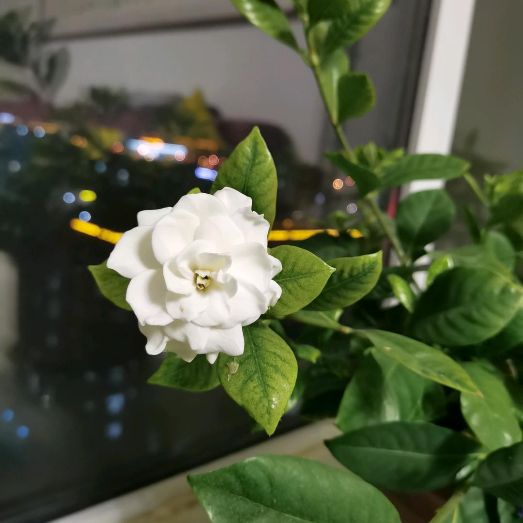 马到功成