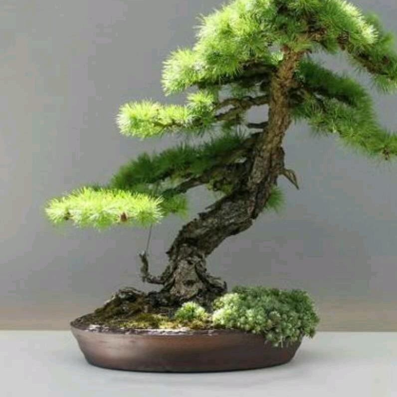 远方的思念，