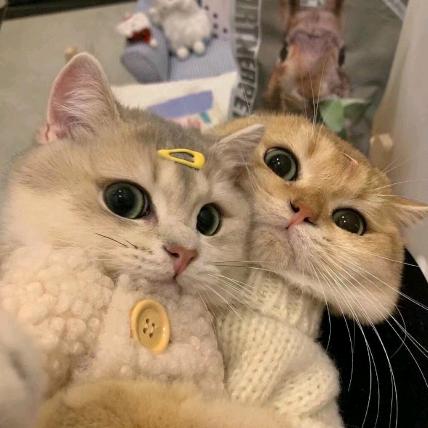 吃不胖的瘦子🙋