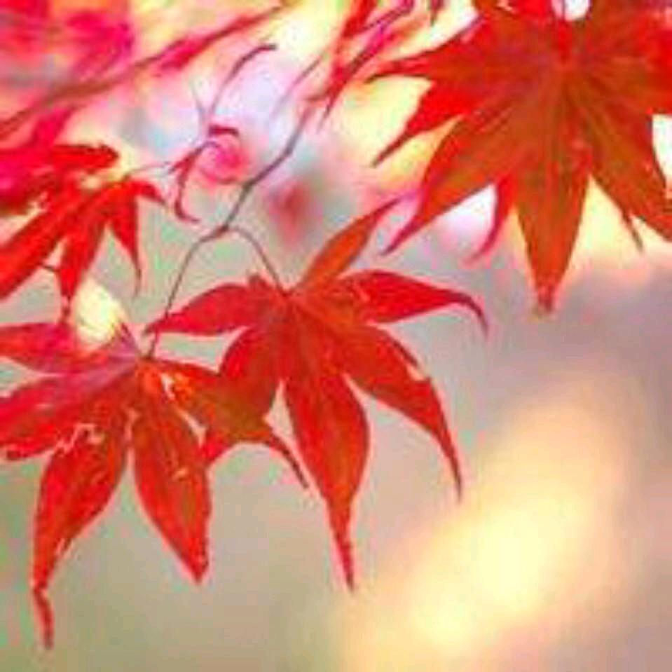 平分秋色132👜，