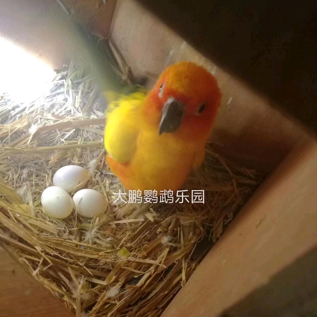 大鹏鹦鹉乐园