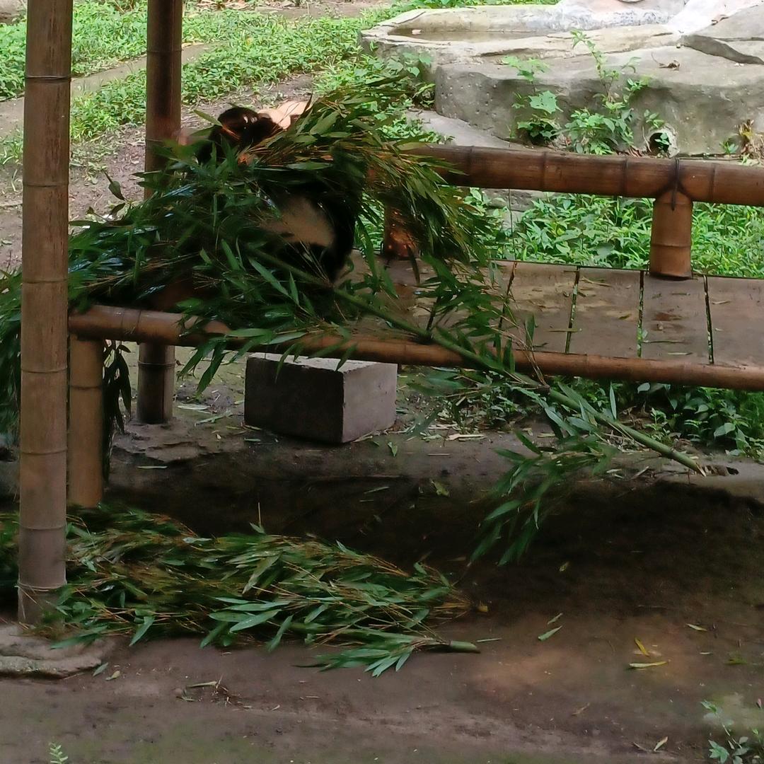 鱼
