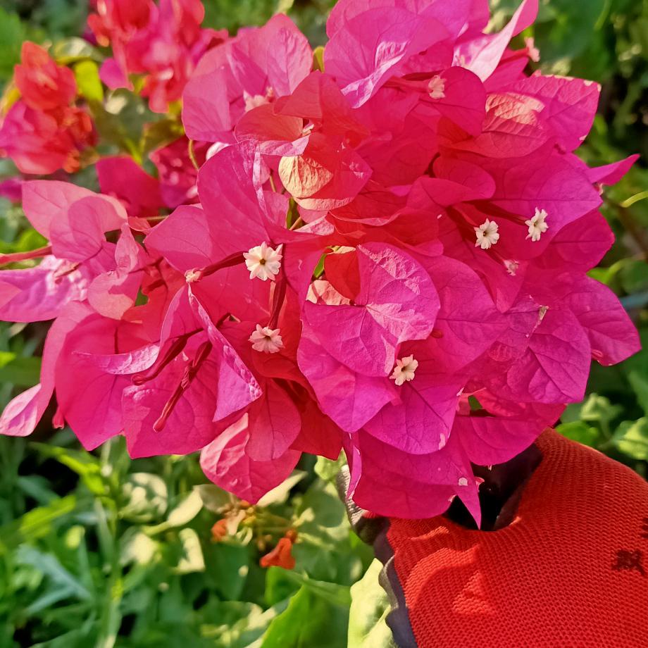平安是福。刘