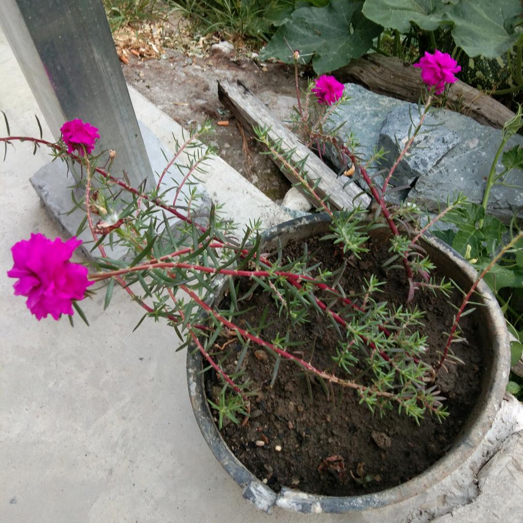 萍儿
