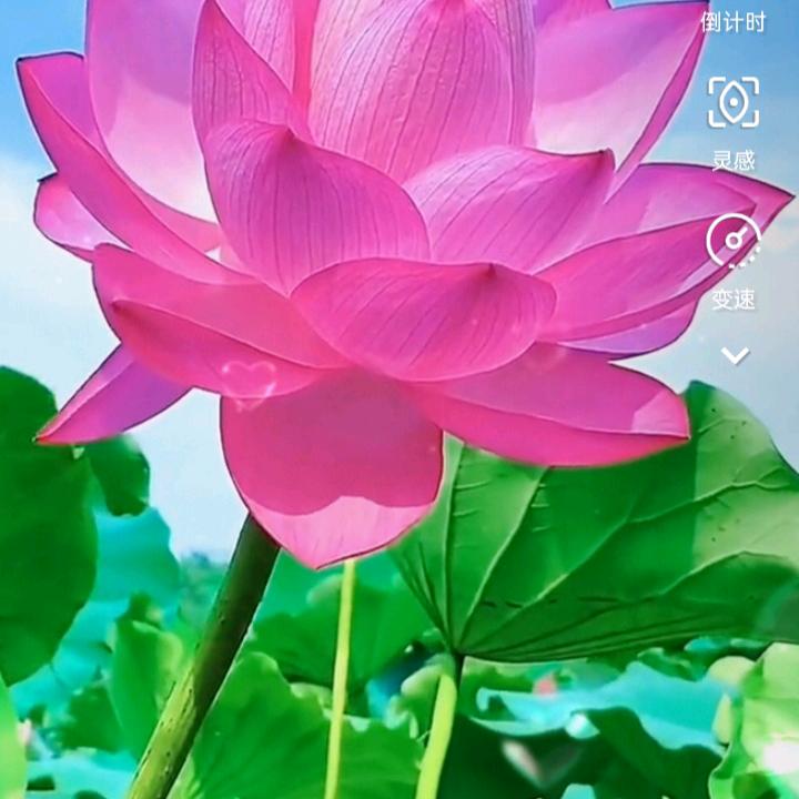 龙啸九天