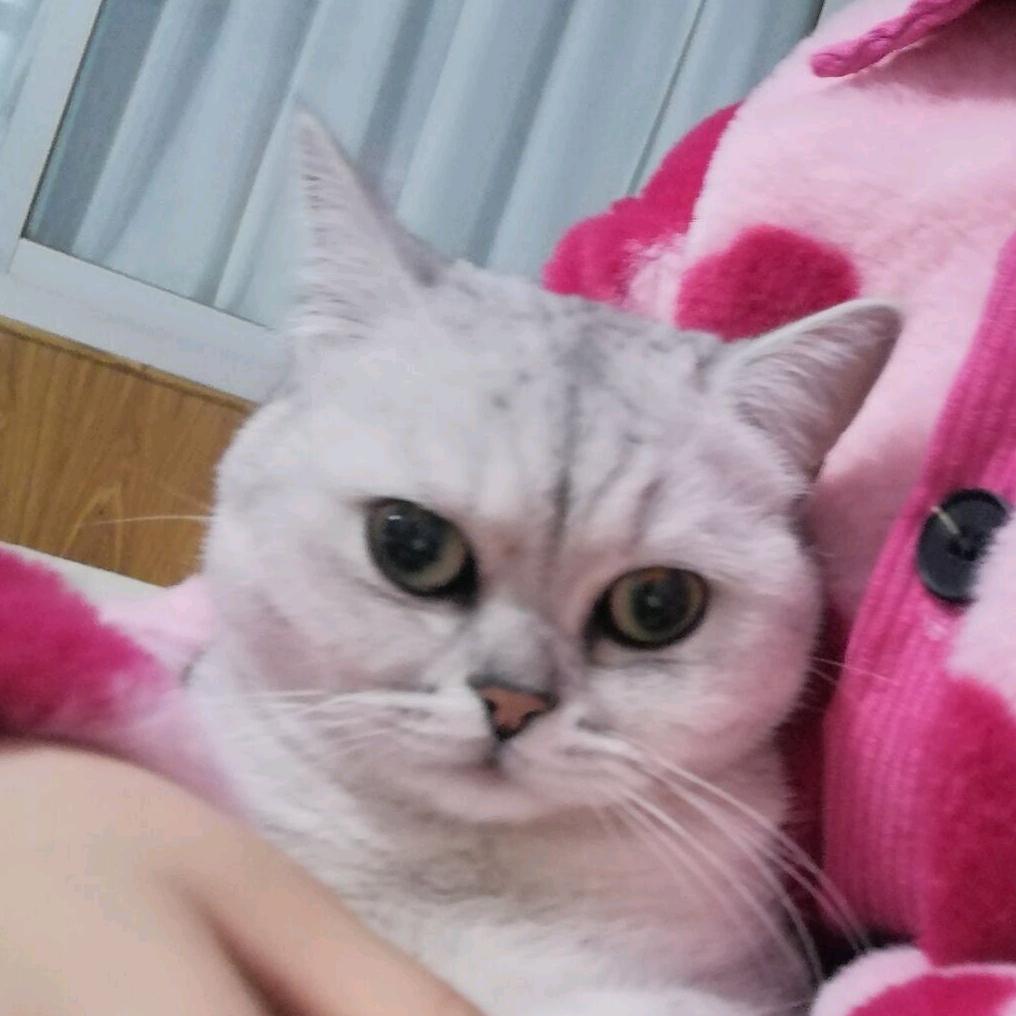 年糕