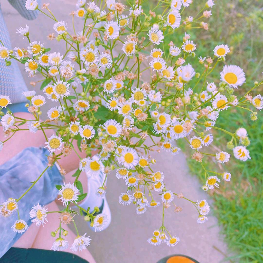 娟子