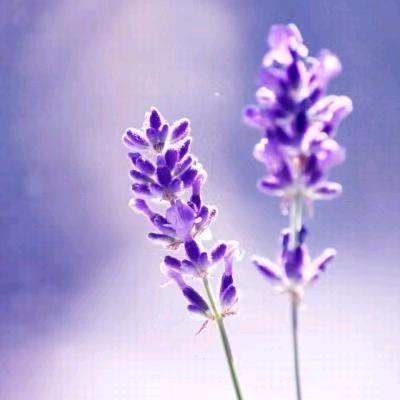 栀子花开~