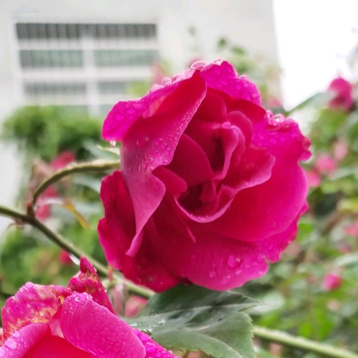 吉首市家政兰兰