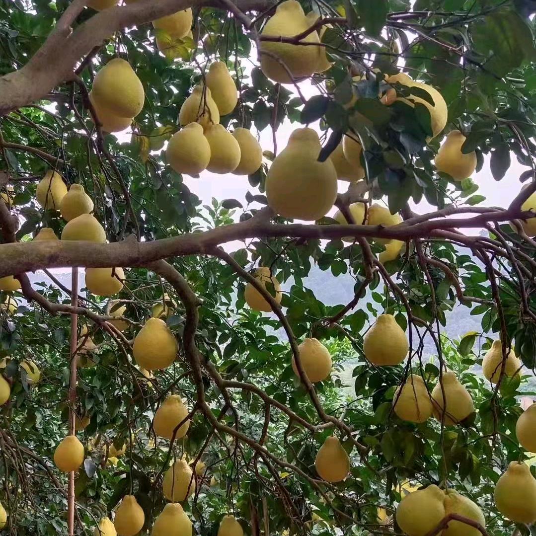 柚蜜飘香(刘)