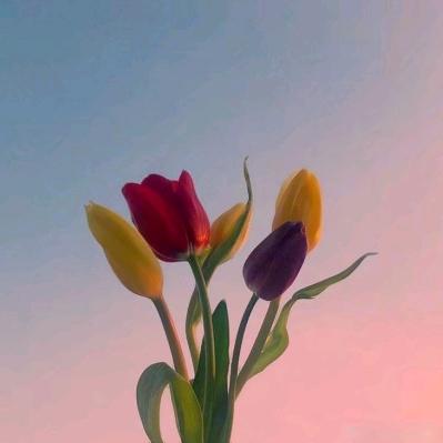 丹之缘花卉