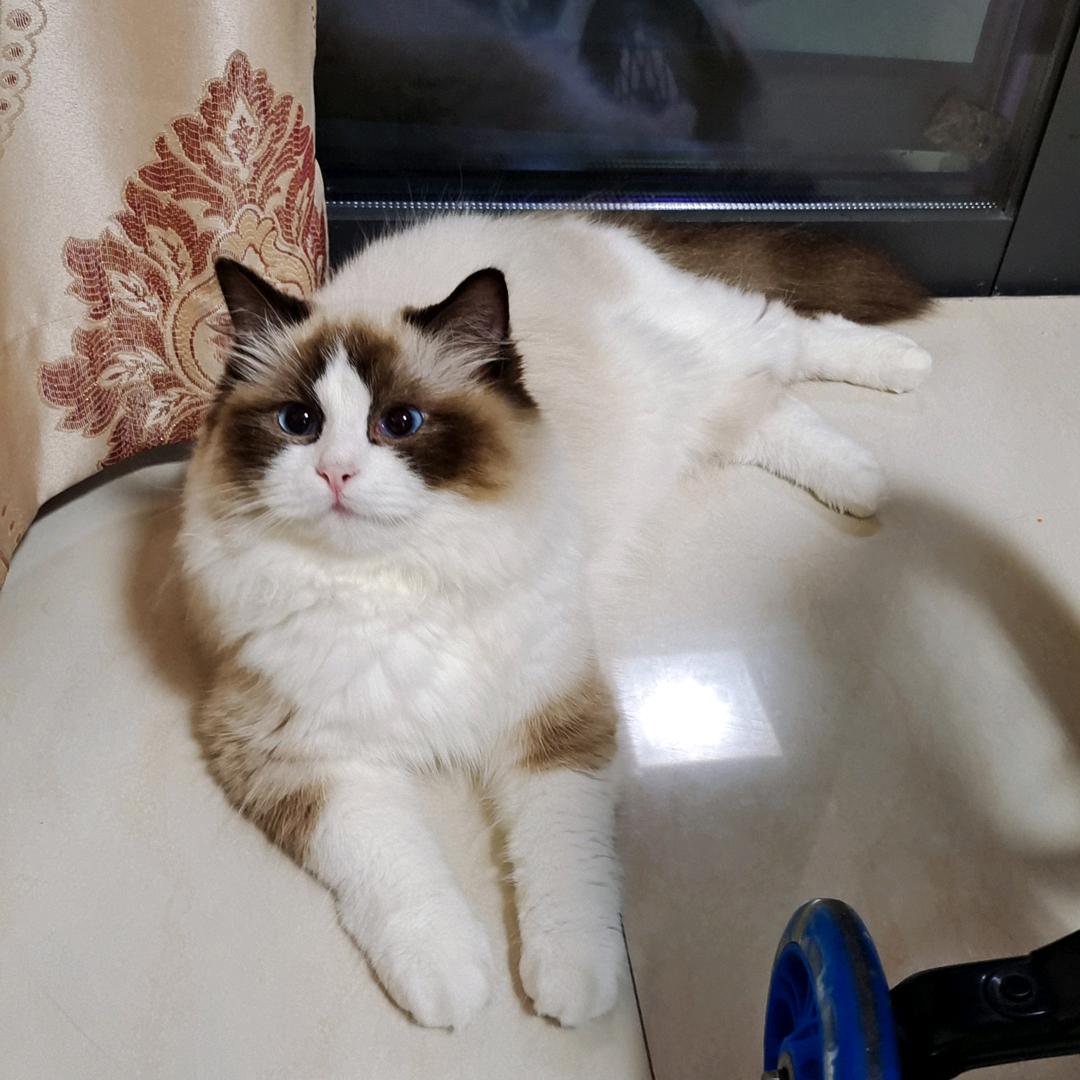 糖果🍬布丁🍮