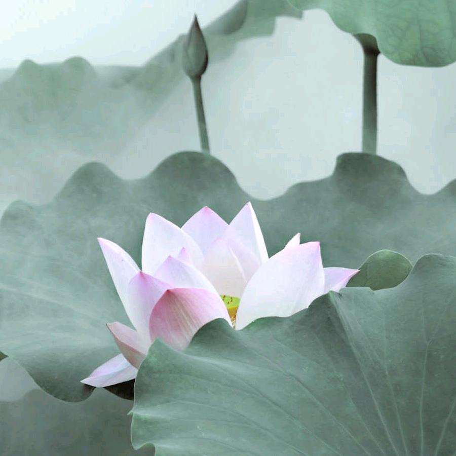 山谷里的思念