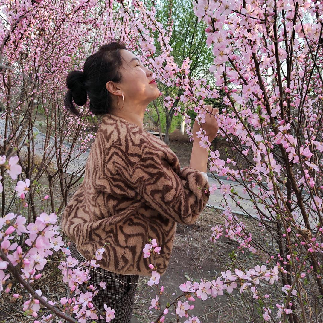 人淡如菊