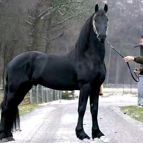 华夏婚庆皇家马车