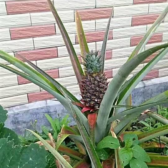永远不会放弃