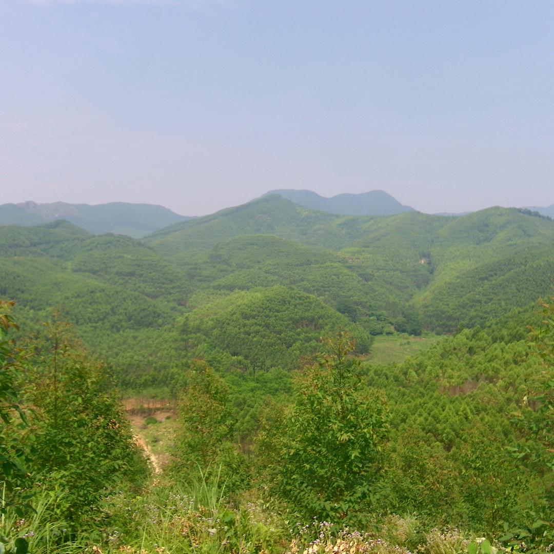 金城居士