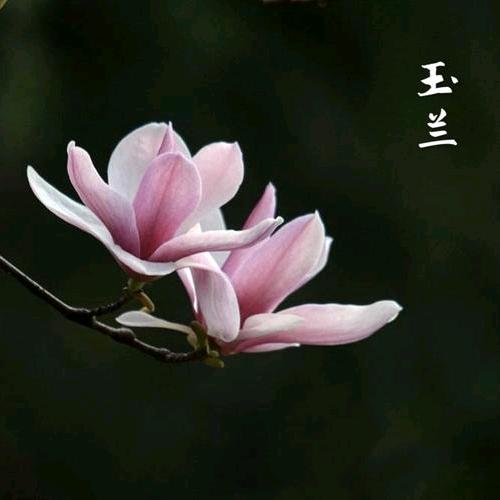 玉兰花