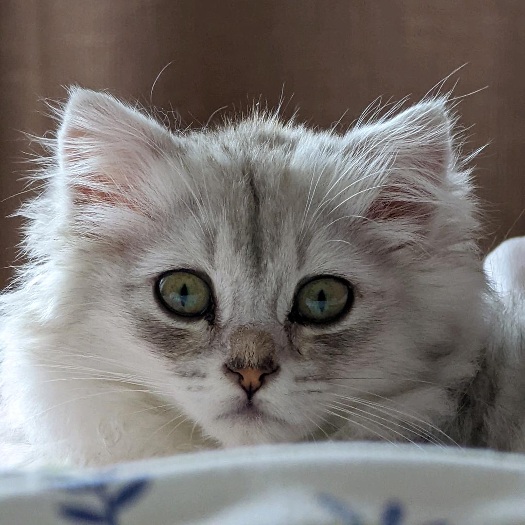 猫评