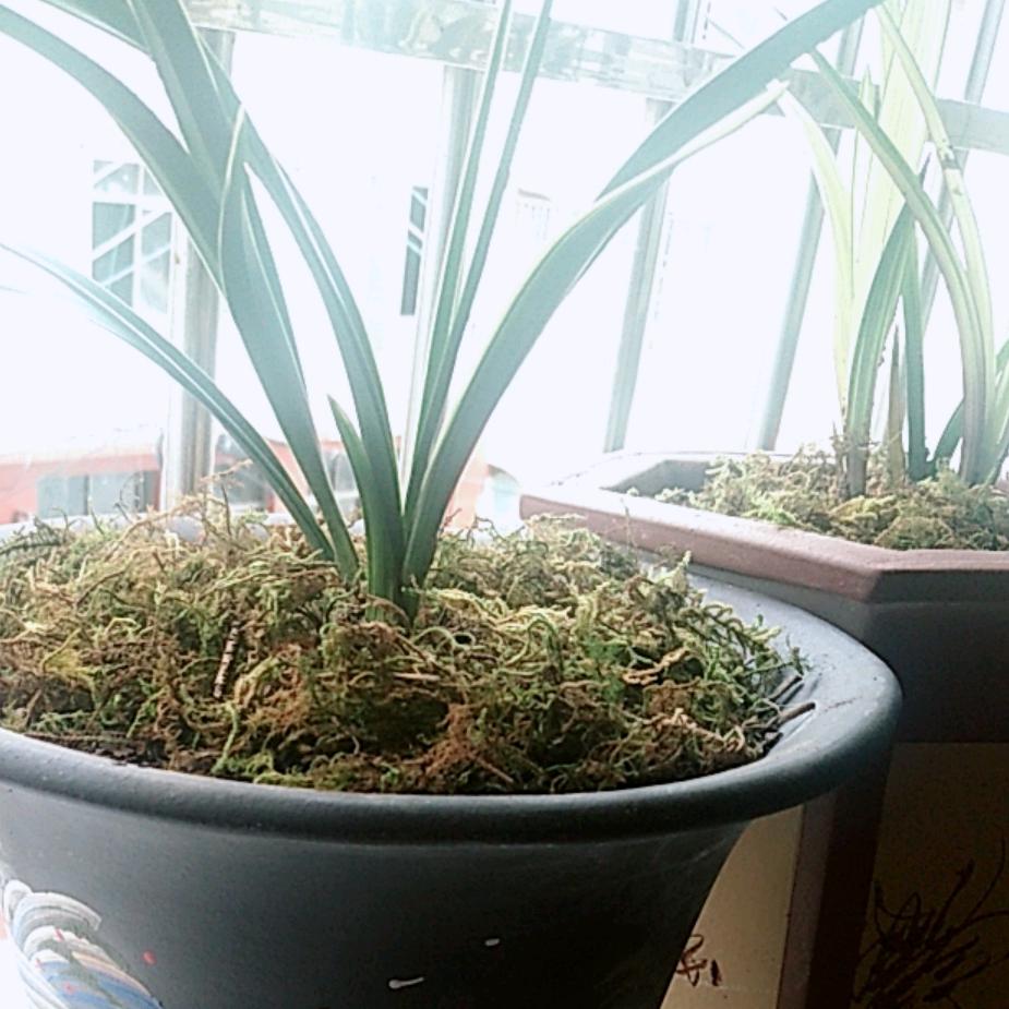 独来独往海陆空