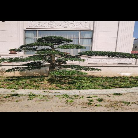 美景罗汉松造型，本场大量罗汉松批发