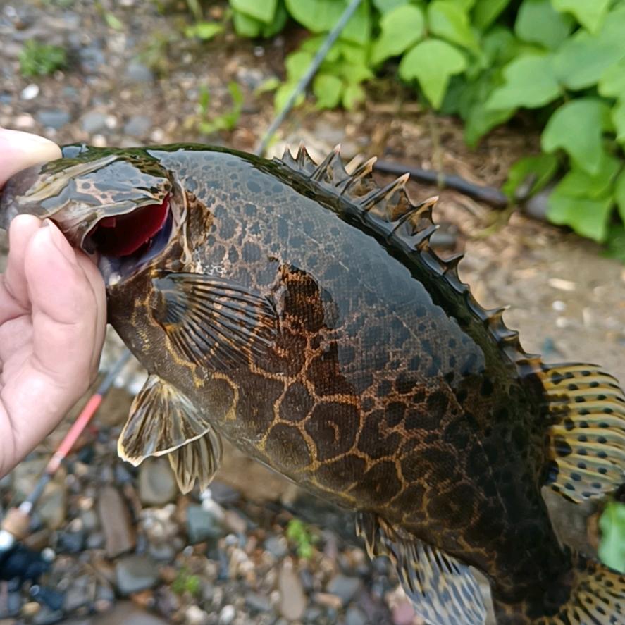 江太公钓鱼🎣